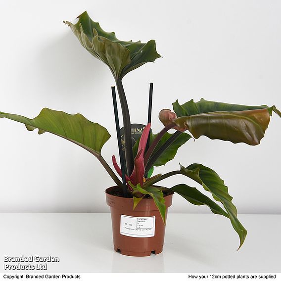 Philodendron 'Caramel'