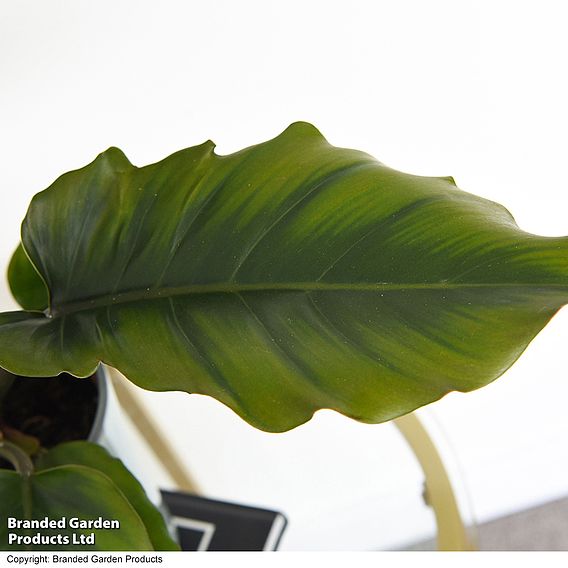 Philodendron 'Caramel'