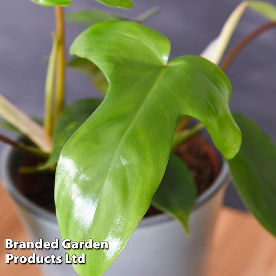 Philodendron 'Florida'