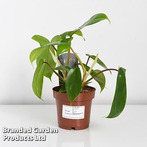 Philodendron 'Florida'