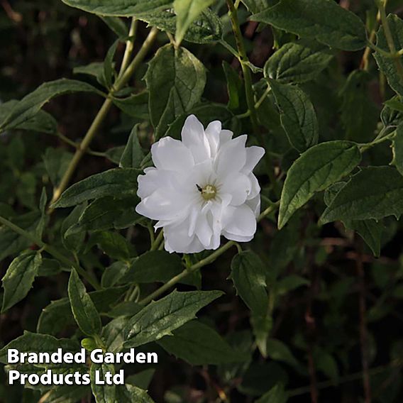 Philadelphus 'Frosty Morn'