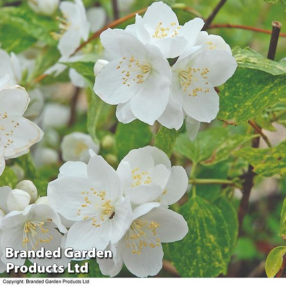 Philadelphus 'Innocence'