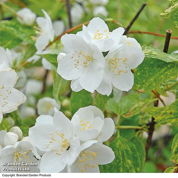 Philadelphus 'Innocence'