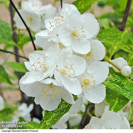 Philadelphus 'Innocence'