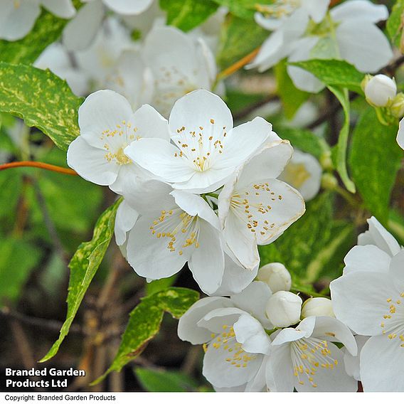 Philadelphus 'Innocence'