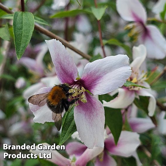 Philadelphus 'Petite Perfume Pink'