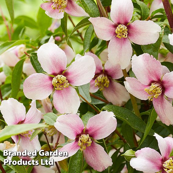 Philadelphus 'Petite Perfume Pink'