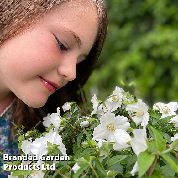 Philadelphus 'Petite Perfume White'