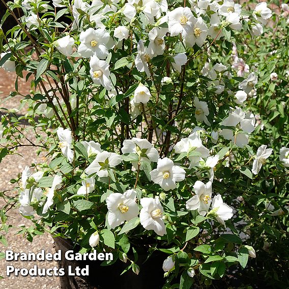 Philadelphus 'Petite Perfume White'