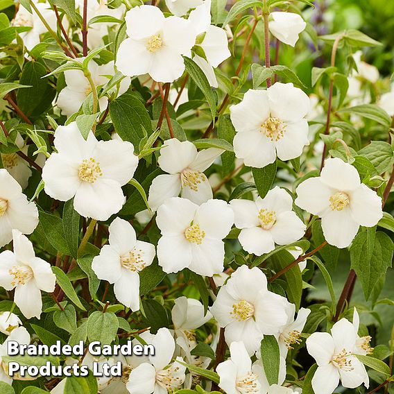 Philadelphus 'Petite Perfume White'