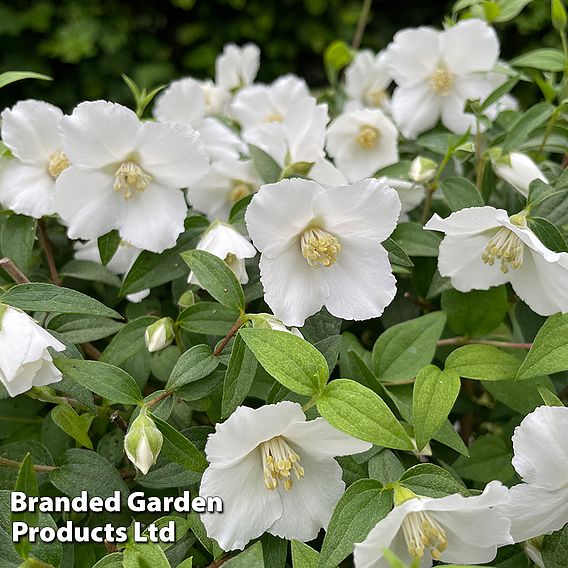 Philadelphus 'Petite Perfume White'