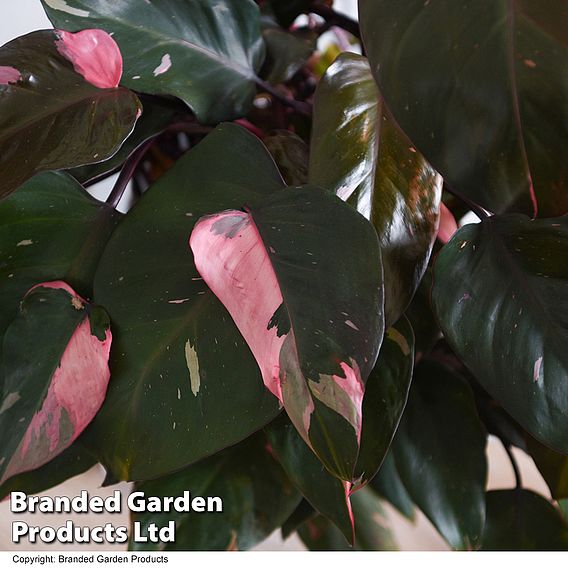 Philodendron erubescens 'Pink Princess'