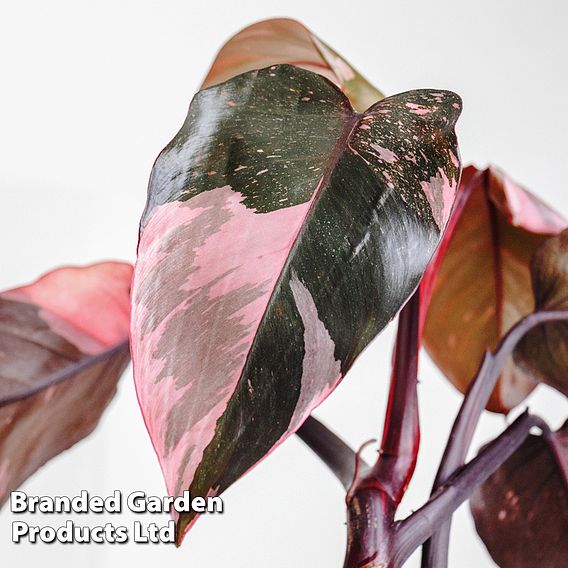 Philodendron erubescens 'Pink Princess'