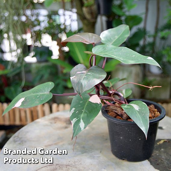 Philodendron erubescens 'Pink Princess'