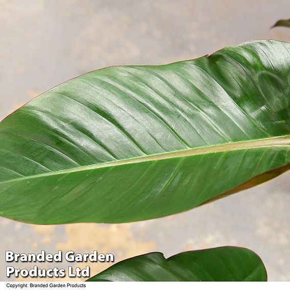 Philodendron 'Red Beauty' in hydro pot