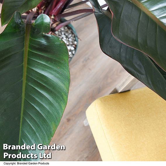 Philodendron 'Red Beauty' in hydro pot