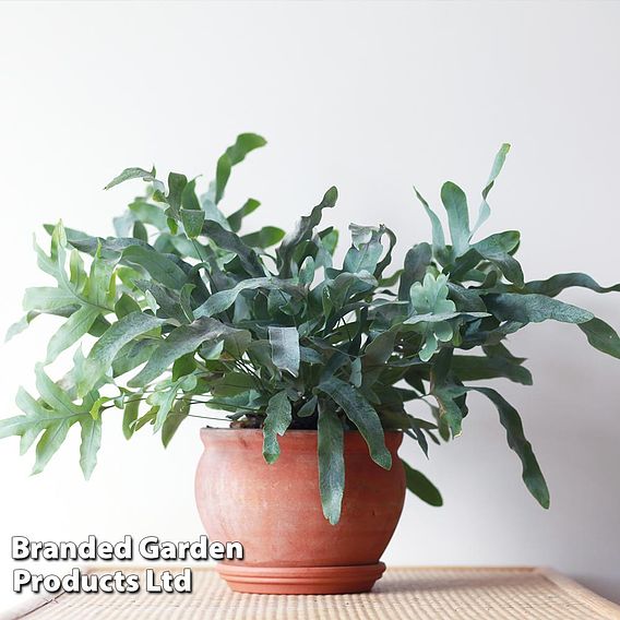 Phlebodium aureum 'Blue Star'