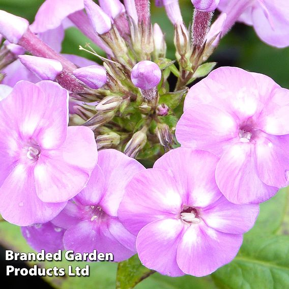 Phlox paniculata 'Lilac Flame'