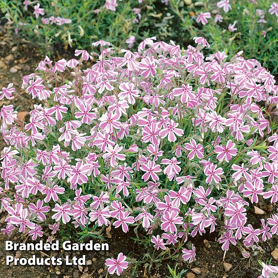 Phlox subulata 'Candy Stripe'