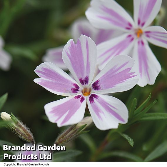 Phlox subulata 'Candy Stripe'