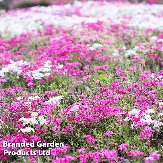 Nurserymans Choice Alpine Phlox