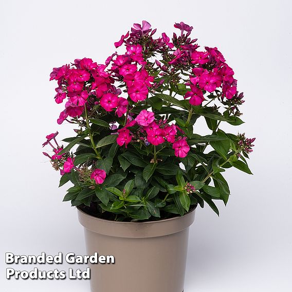 Phlox paniculata Famous Magenta | Suttons