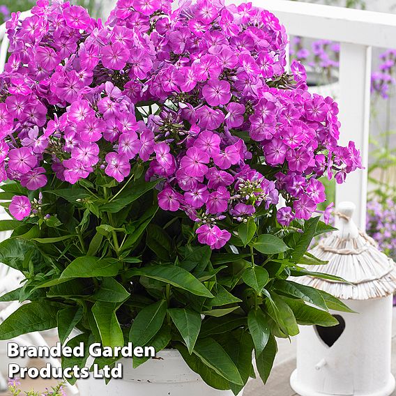 Phlox paniculata 'Famous Purple'