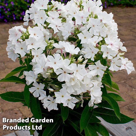 Phlox paniculata 'Famous White Eye'