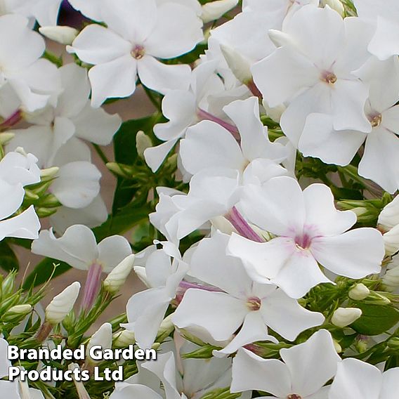 Phlox paniculata 'Famous White Eye'