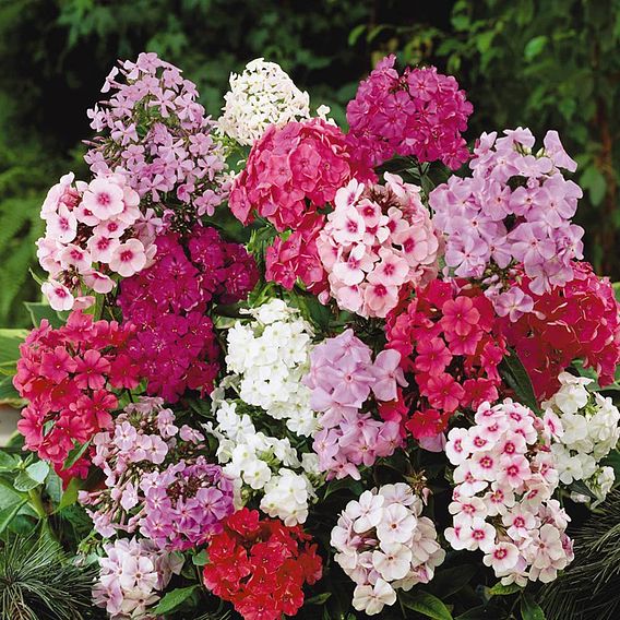 Phlox paniculata 'Fragrant Collection'