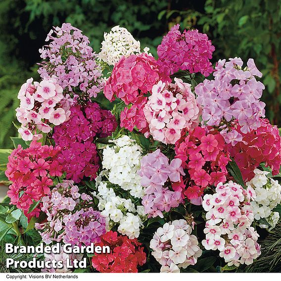 Phlox paniculata Mixed