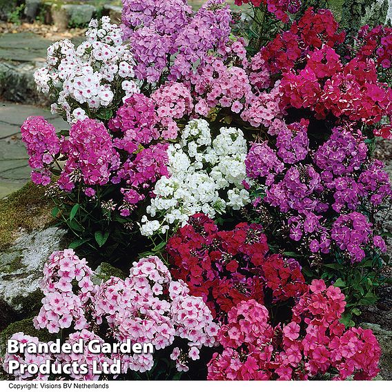 Phlox paniculata Mixed