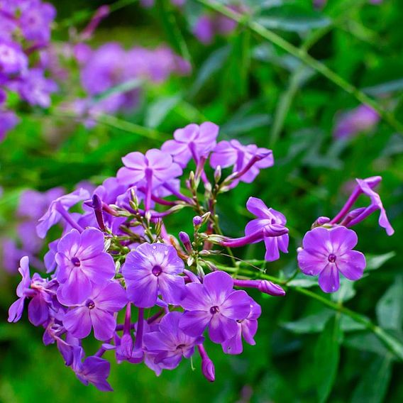 Phlox paniculata 'Fragrant Collection'