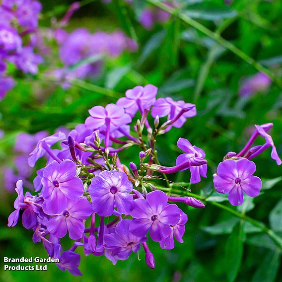 Phlox paniculata 'Laura'