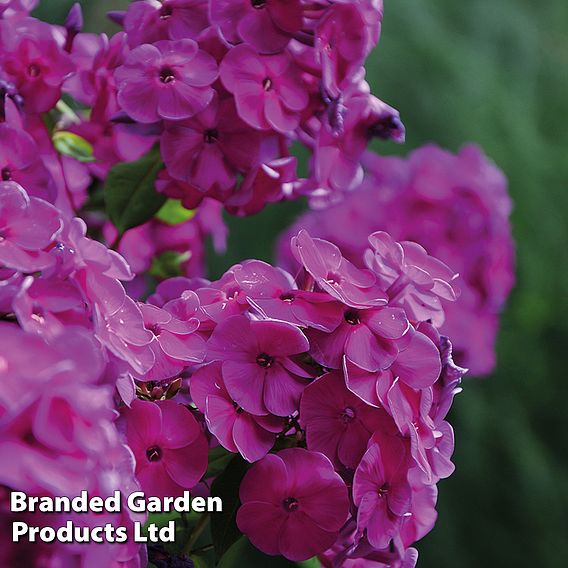 Phlox 'Nicky'