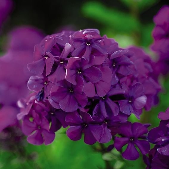 Phlox paniculata 'Fragrant Collection'