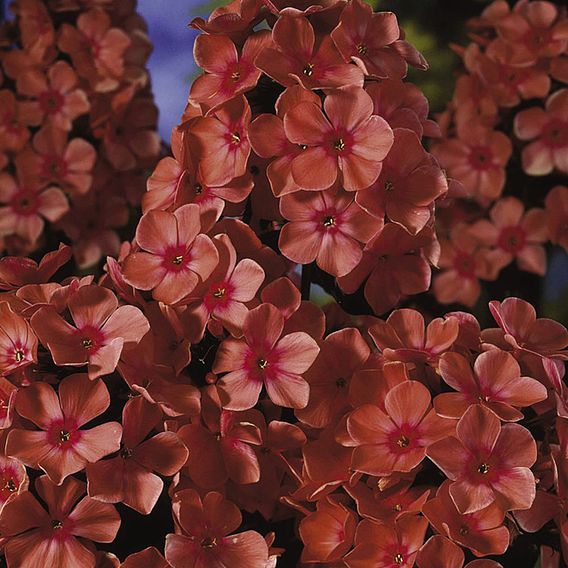 Phlox 'Orange Perfection'