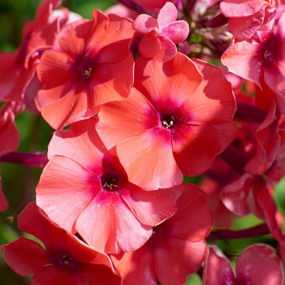 Phlox paniculata 'Fragrant Collection'