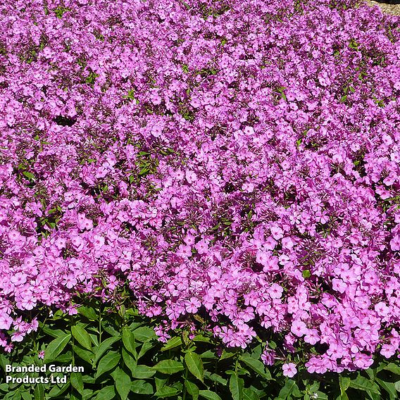 Phlox paniculata 'Pink Eye Flame'