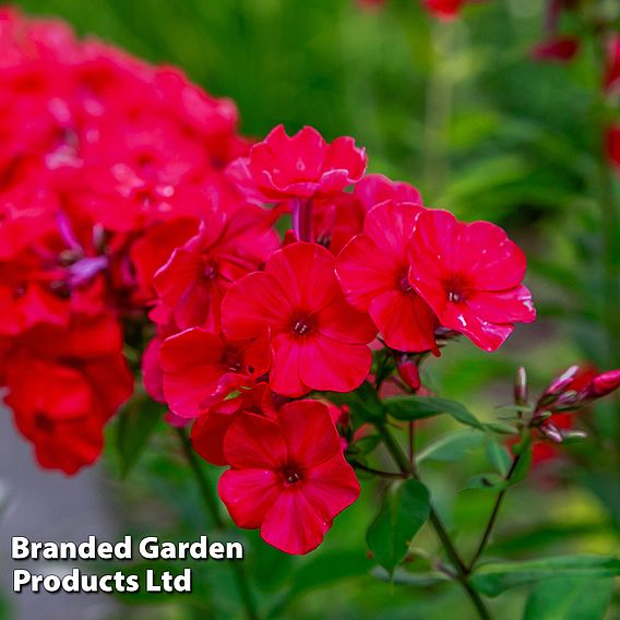 Phlox paniculata x arendsii 'Miss Mary'