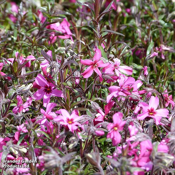 Phlox douglasii 'Rosea'