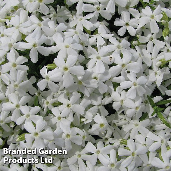 Phlox subulata 'White Delight'