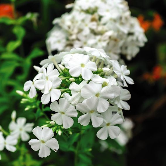 Phlox paniculata 'Fragrant Collection'