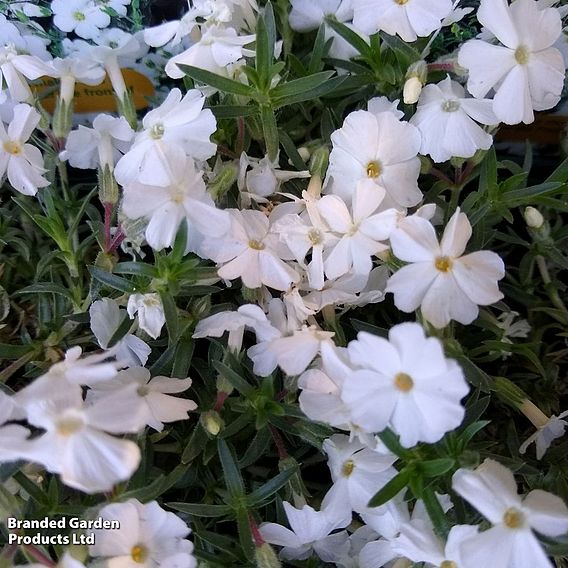 Phlox douglasii 'White Admiral'