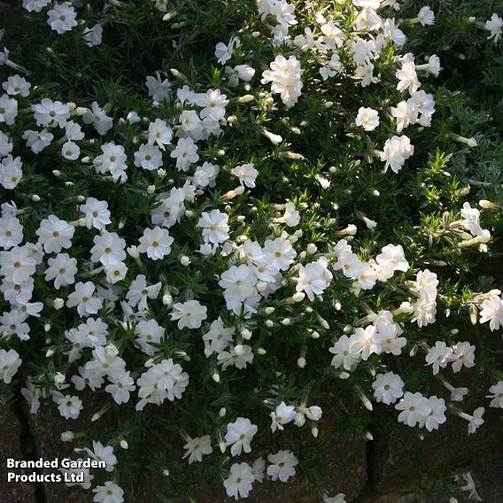 Phlox douglasii 'White Admiral'