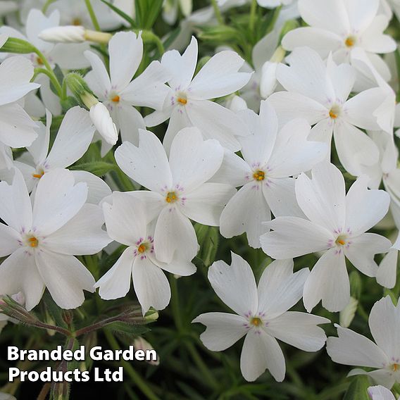 Phlox subulata 'White Delight'