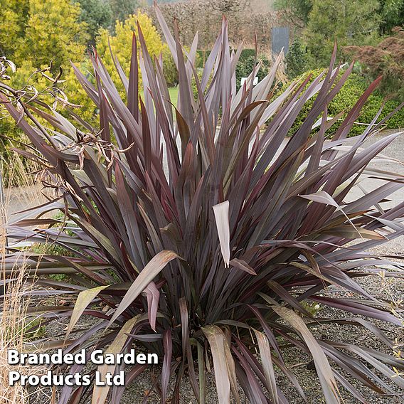 Phormium 'Bronze Baby'