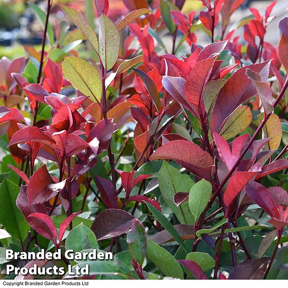 Photinia 'Red Robin' (Standard)