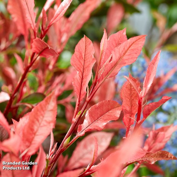 Photinia x fraseri 'Little Fenna'