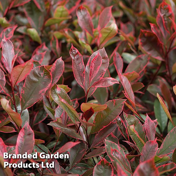 Photinia fraseri 'Louise'